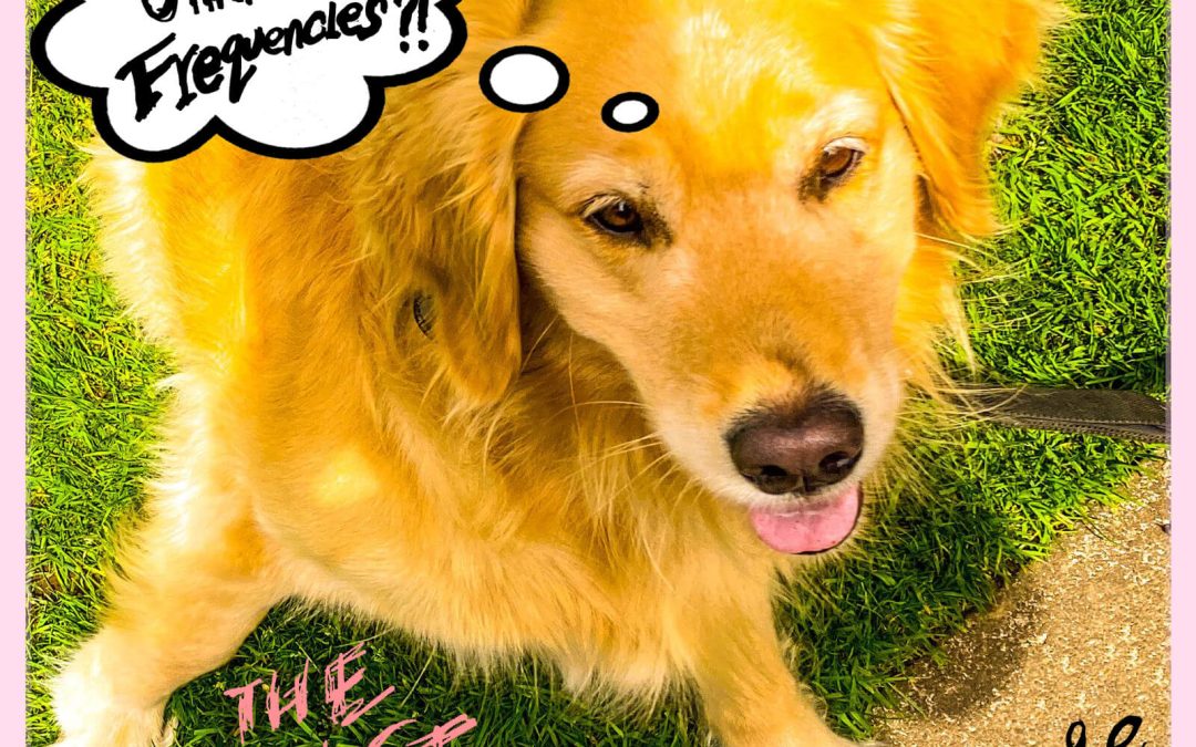 The Must Haves – Evie ( Indie / Pop Punk ) Review